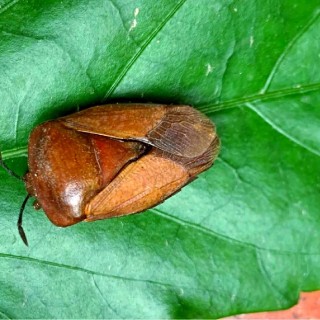 每天认识一种害虫——荔蝽