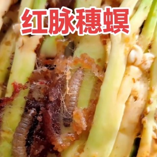 【科普】每天认识一种害虫——红脉穗螟