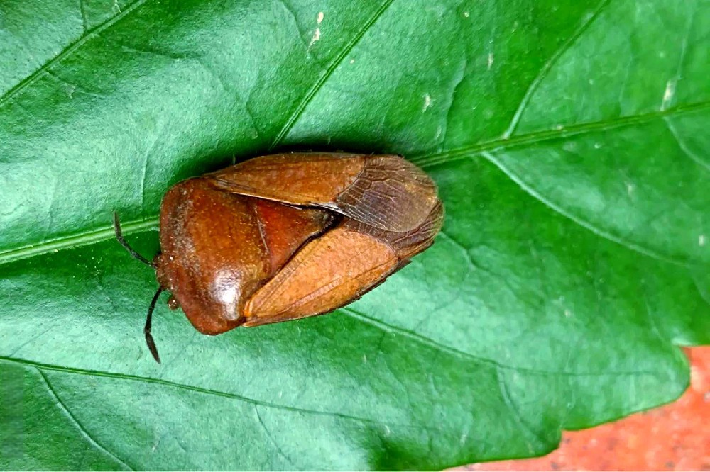 每天认识一种害虫——荔蝽